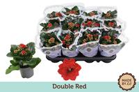 Kalanchoe double red