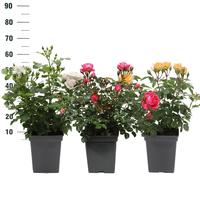 Rosa in varieties Tantau Premium
