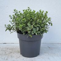 Pittosporum ten. Silver Ball