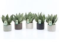 Sansevieria Black Coral in Classic Stone