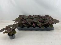 Heuchera mic. Palace Purple