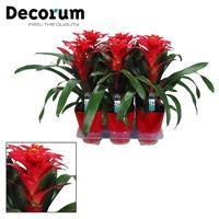 Guzmania Optima Luxury ceramics