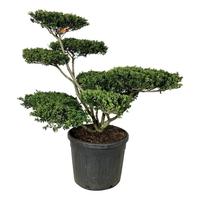 Ilex cr. Convexa