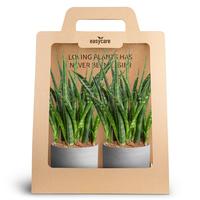 Sansevieria Fernwood 2-Pack Raw Grey