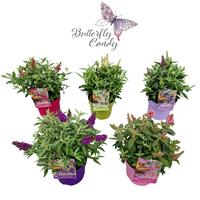 Buddleja dav. Little Butterfly Candy in varieties
