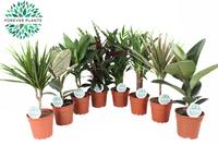 Houseplants Budget in varieties