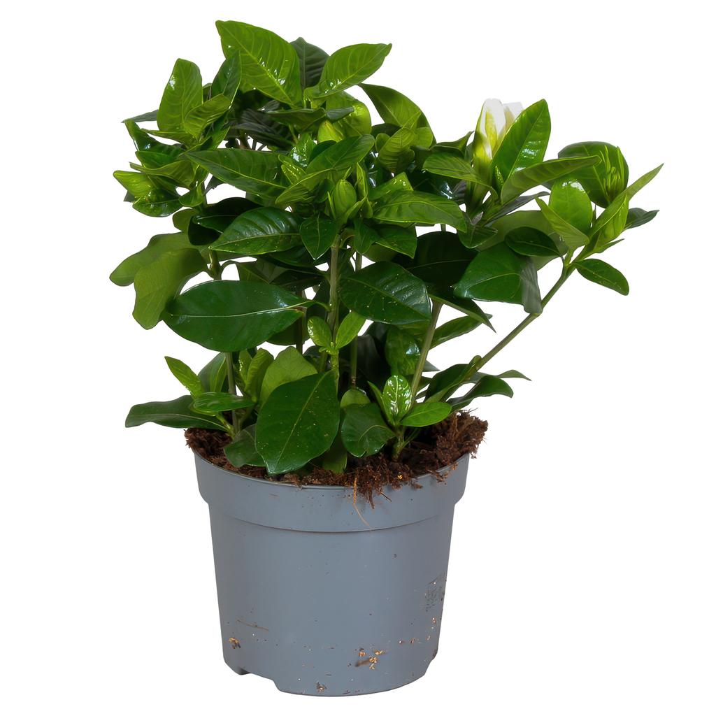 Picture of Gardenia Jasminoides 13cm P13 20CM