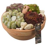 PTS7414 Arrangement Sempervivum in terracotta bowl