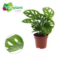 Monstera adansonii