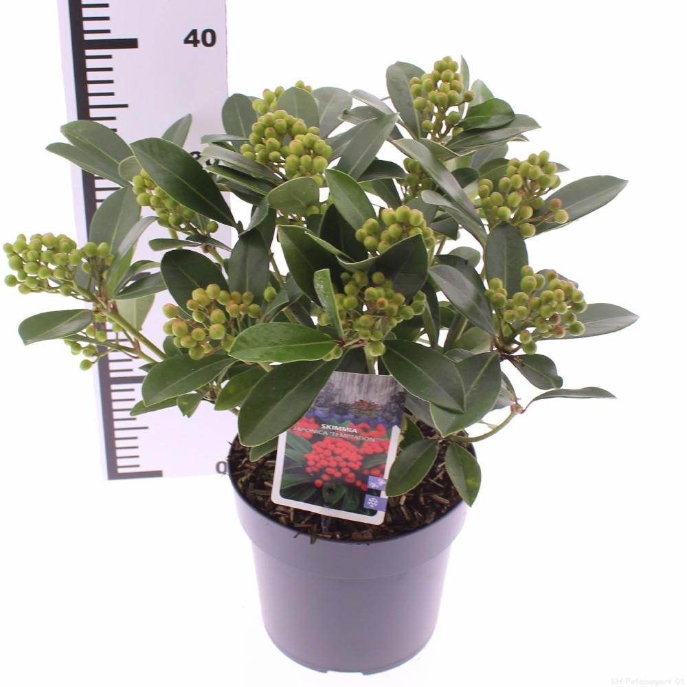 Picture of Skimmia japonica Temptation PBR P19 (3 Ltr)