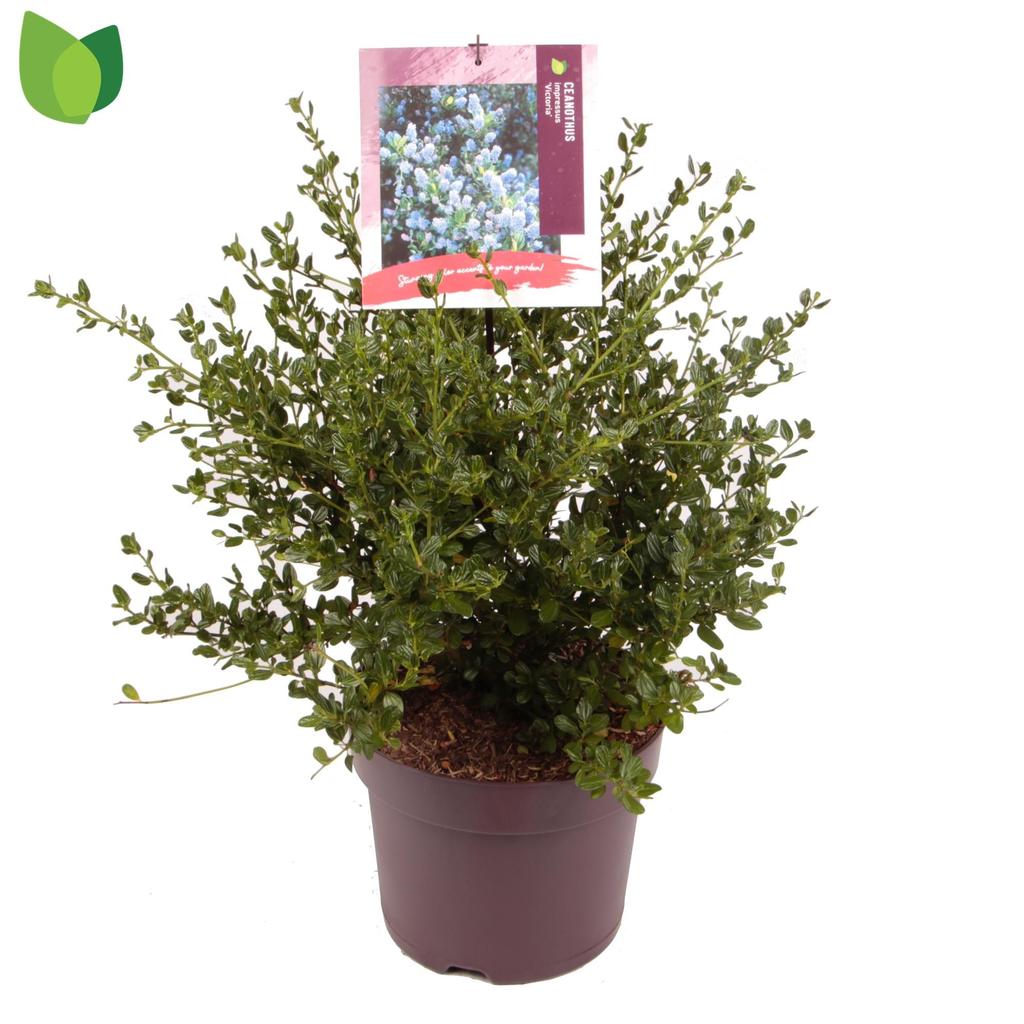 Picture of Ceanothus impressus Victoria P26 (7.5 Ltr)