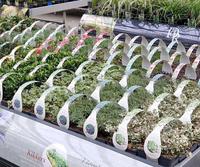 ground covers in varieties