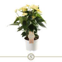Anthurium Yellow Champion