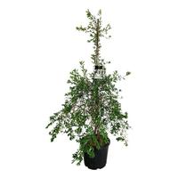 Exochorda mac. The Bride