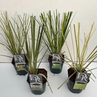 Cortaderia sell. in varieties exclusive