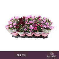Chrysant Pink mix
