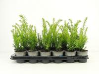 Taxus bacc. Semperaurea