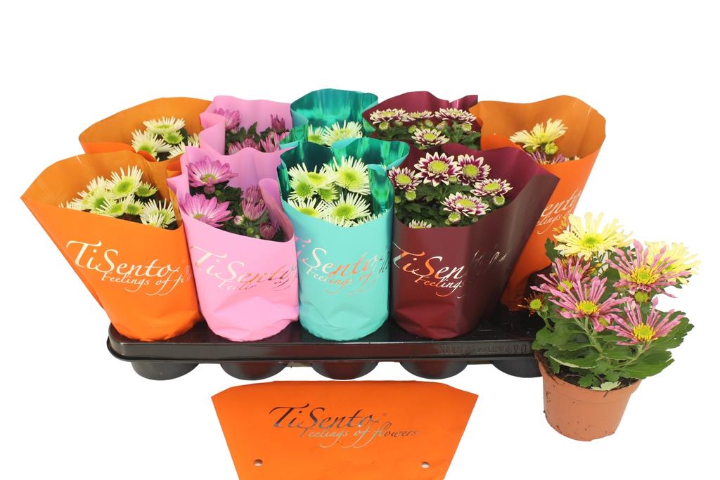 Picture of Chrysant Specials in varieties P12 25CM
