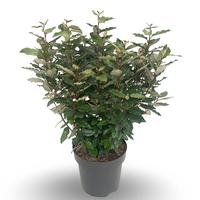 Elaeagnus ebb. Compacta