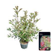 Photinia fra. Louise