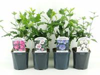 Hibiscus syriacus in varieties