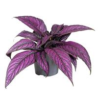 Strobilanthes Metallica