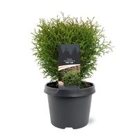Thuja occ. Tiny Tim