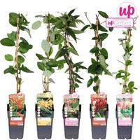Lonicera in varieties