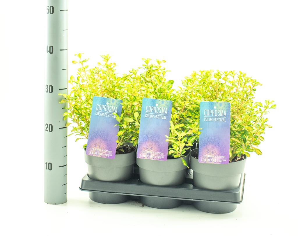 Billede af Coprosma Lemon and Lime Color Festival serie P15