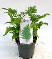 Dryopteris aff. Crispa