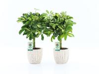 Schefflera Gold Capella in Sculpture ceramics