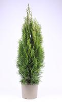 Thuja occ. Smaragd
