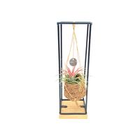 Kokodama Birdnest Industrial Hanging Tillandsia