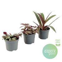 Tradescantia varieties