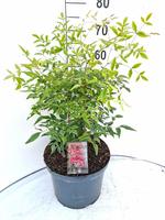 Nandina domestica