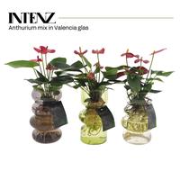 Anthurium mix in Valencia glass