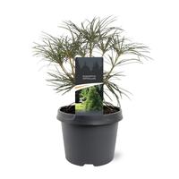 Sciadopitys verticilata