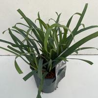 Carex lax. Bunny Blue