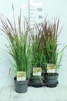 Imperata cyl. Red Baron