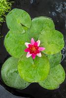 Nymphaea Pygmea Rubra