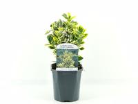 Euonymus jap. Marieke