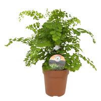 Adiantum Fragrans (INDOOR)