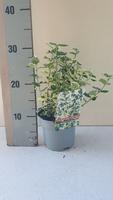 Euonymus fort. Silver Queen