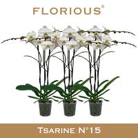 Phalaenopsis hybrid Grandiflora White