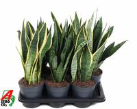 Sansevieria in varieties