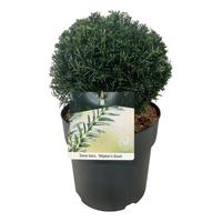 Taxus b. Höpkens Gigant'