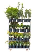Conifers Exclusive in varieties