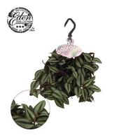 Tradescantia. Zebrina Compacta HP adorable