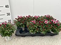 Chrysant Gardenmum purple-white