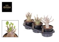 Adenium Ansu Baobab